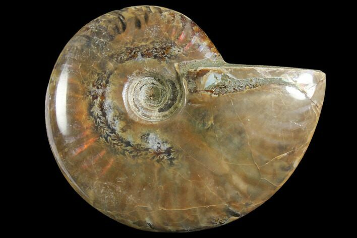 Red Flash Ammonite Fossil - Madagascar #151784